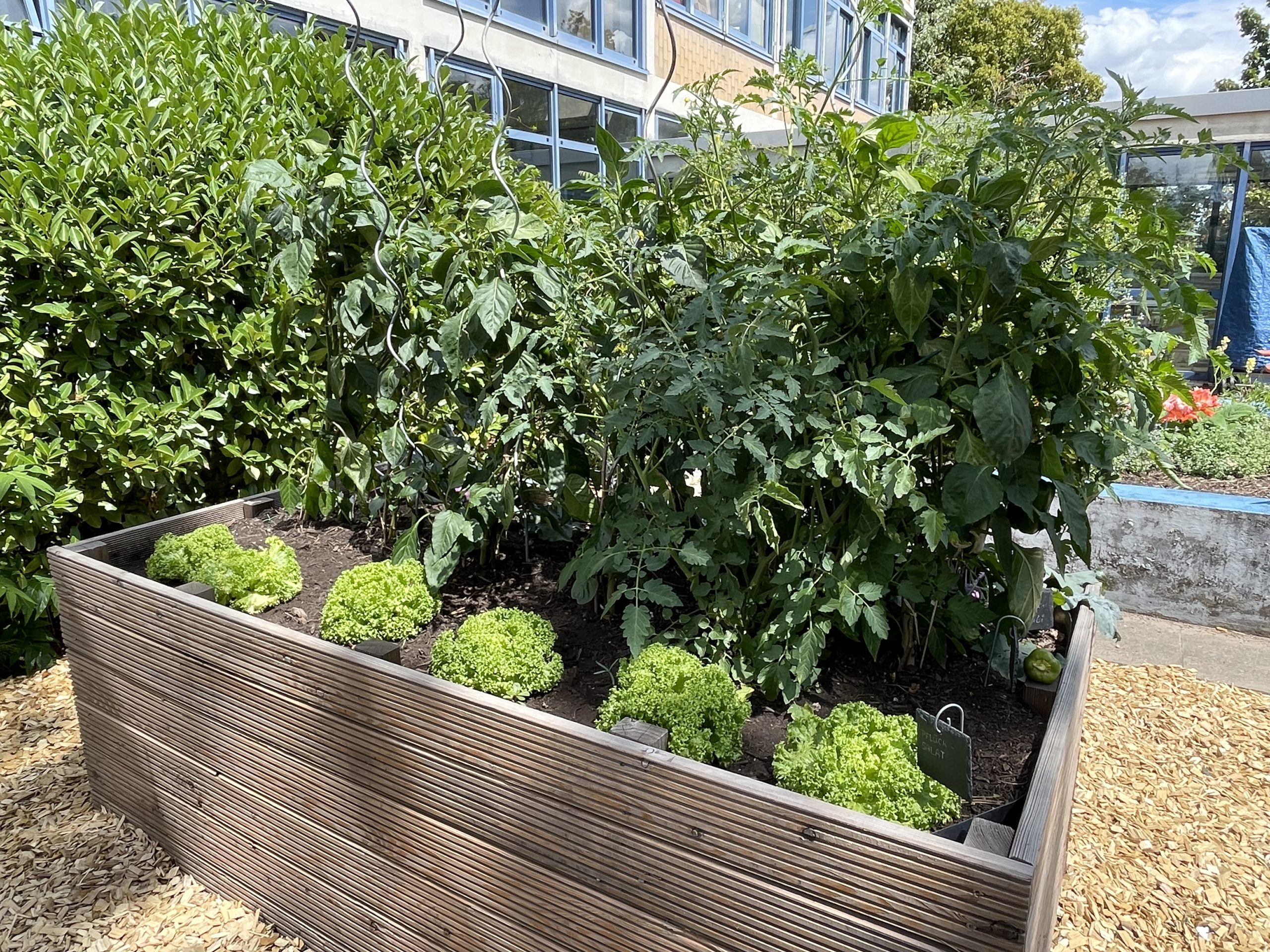 Garten-AG4